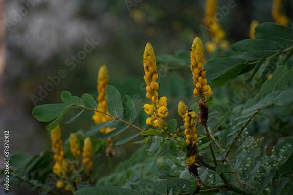 Obraz flowers in the forest
