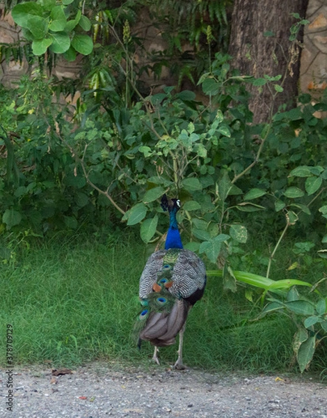 Obraz peacock in the garden
