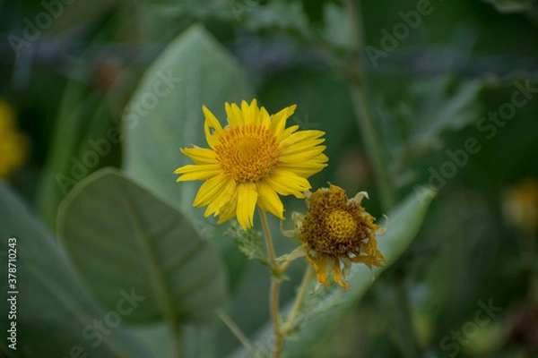 Obraz bee on sunflower