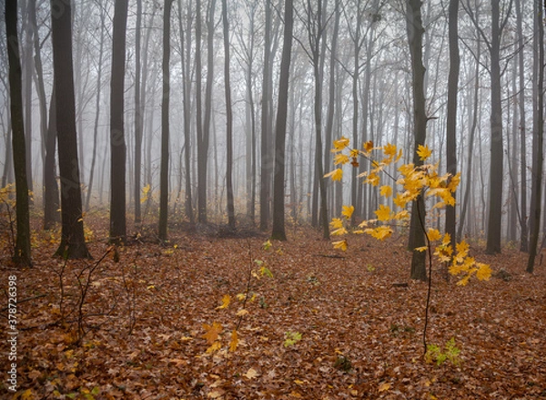 Fototapeta Fog in the  forest