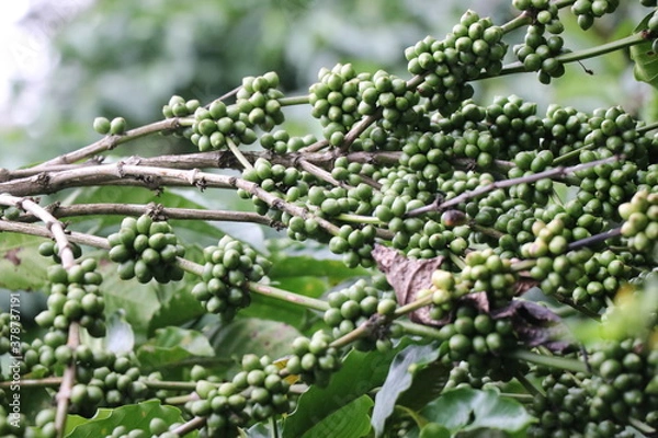 Fototapeta Robusta Coffee plant with bunches of unripe coffee beans in branches on nature background