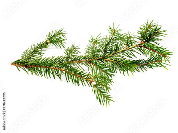 Fototapeta Tannenzweig isoliert auf weißen Hintergrund
