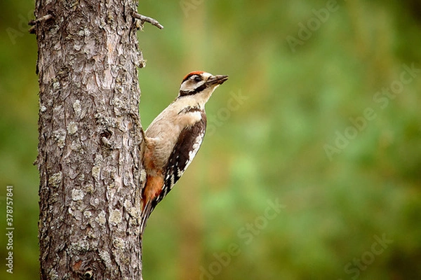 Fototapeta дятел