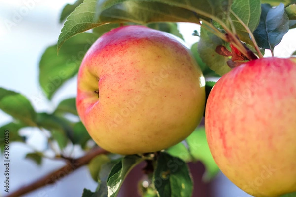 Fototapeta Apples on apple tree branch in fruit garden.Selective focus. Summer, autumn, harvest background.