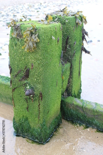 Obraz groyne seeweed