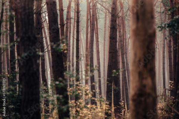 Fototapeta Forest Fog