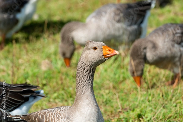 Fototapeta Geese walk on the territory of a livestock farm on a summer day