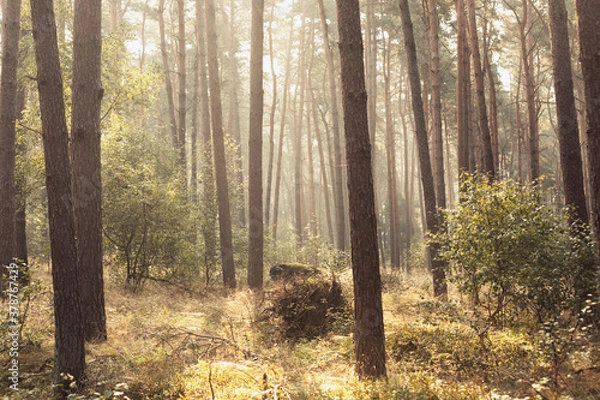 Fototapeta Sunshine Forest