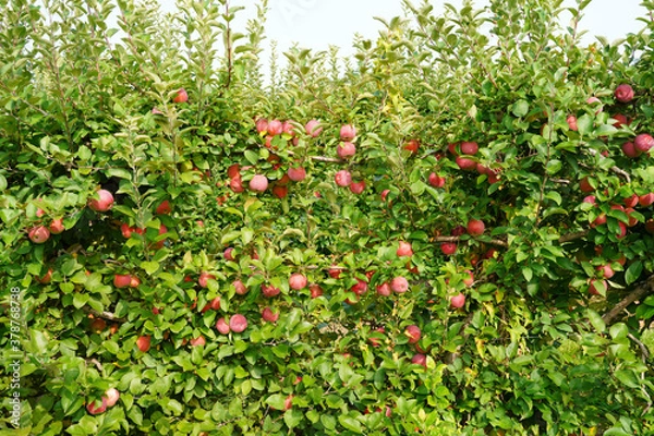 Fototapeta Fresh apples growing on trees at an apple orchard