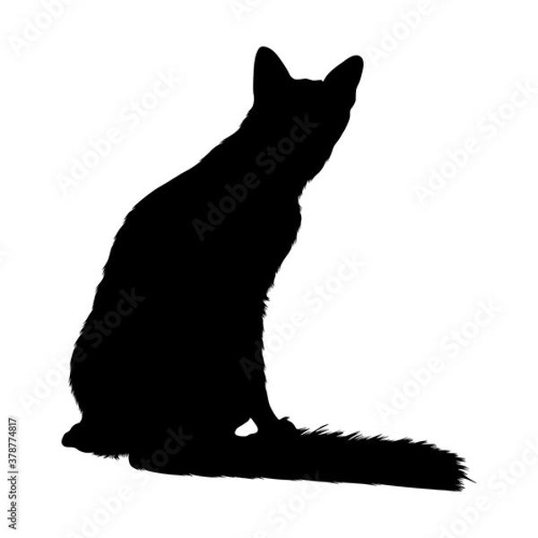 Fototapeta Sitting Javanese Cat On a Front View Silhouette Found In Map Of America. Good To Use For Element Print Book, Animal Book and Animal Content