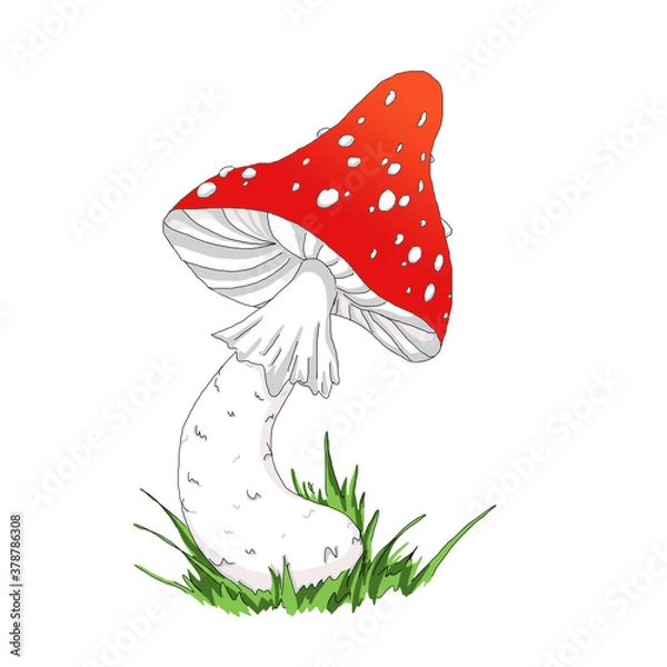 Obraz agaric mushroom