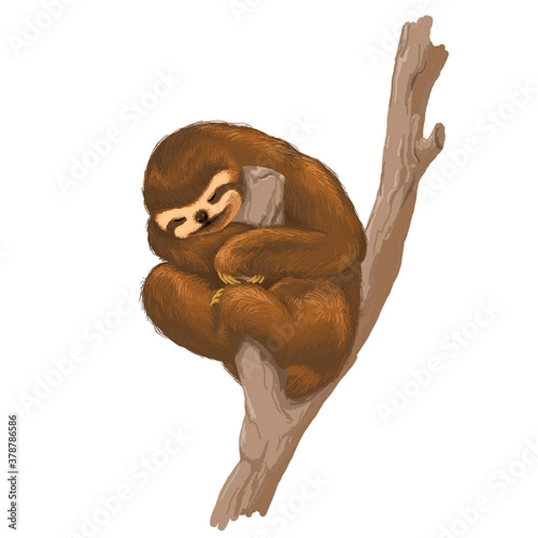 Obraz  three-toed sloth