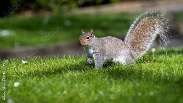 Obraz squirrel in the park