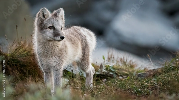 Fototapeta arctic fox cub portrait 