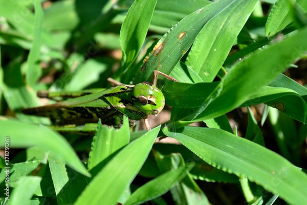 Fototapeta 草原のバッタ