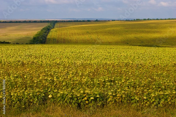 Obraz yellow landscape