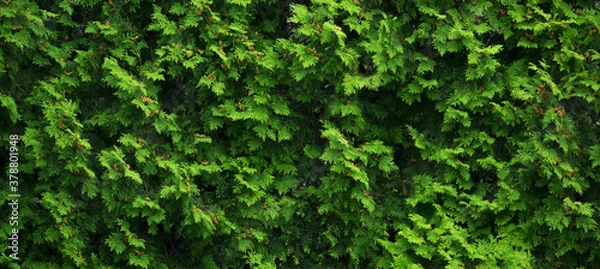 Obraz Ściana zieleni