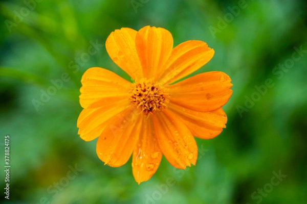 Obraz オレンジ色の花　キバナコスモス