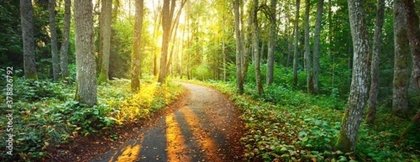 Obraz An old road (pathway) through the green forest. Ancient trees, moss and plants close-up. Sunbeams through the tree trunks. Panoramic view. Ecology, eco tourism, environmental conservation, pure nature