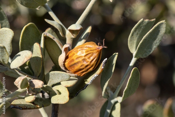 Obraz Jojoba seed closeup