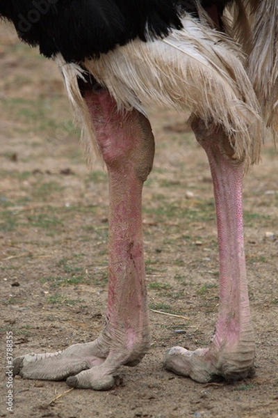 Obraz ostrich