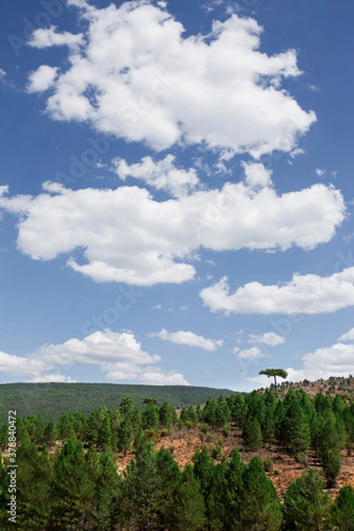 Obraz Tree on mountain above forest