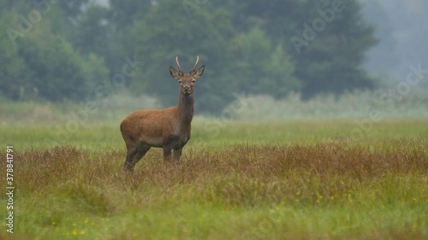 Obraz The Red deer (Cervus elaphus)