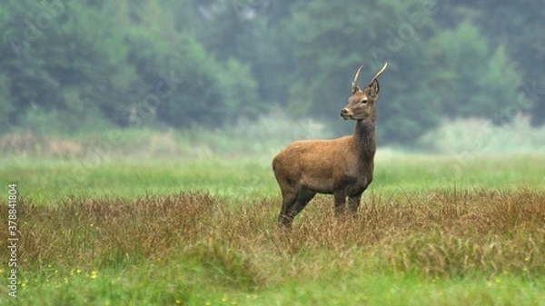 Obraz The Red deer (Cervus elaphus)