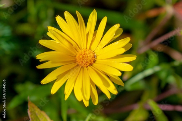 Obraz Yellow blossom