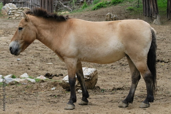 Obraz  Przewalski's Horse