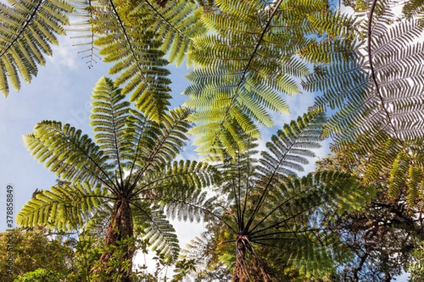 Fototapeta Giant Tree Ferns in New Zealand