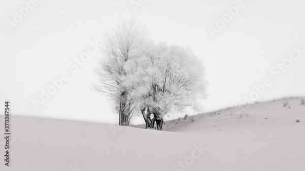 Obraz tree in snow