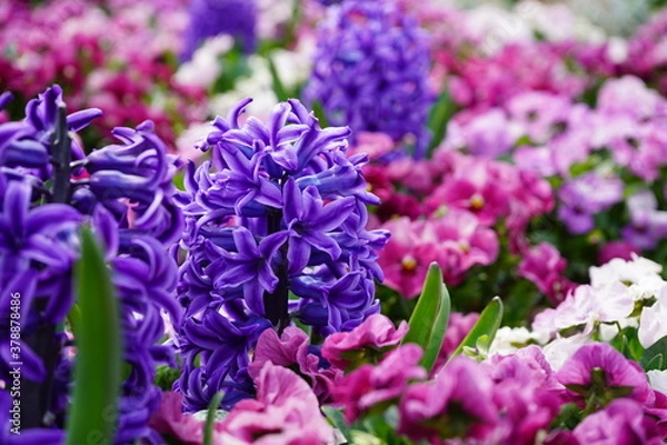 Obraz 公園に咲いているヒヤシンス