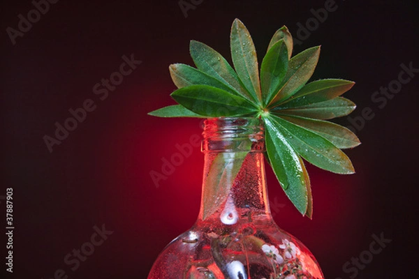 Fototapeta green leaf in a botl