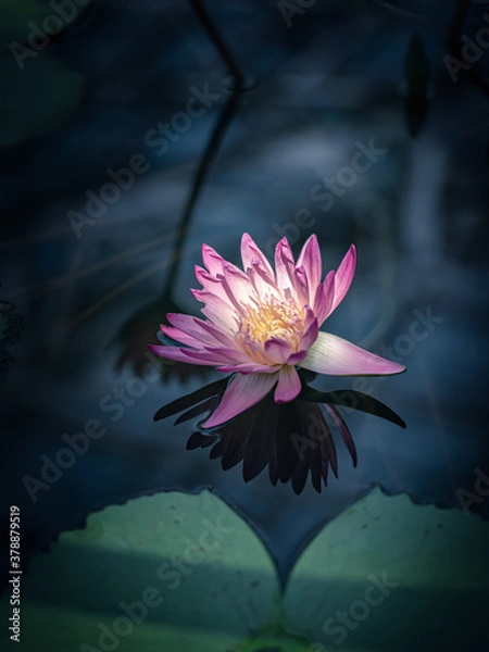 Fototapeta 熱帯睡蓮（スイレン）