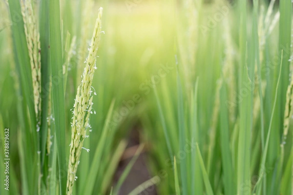 Obraz green wheat field