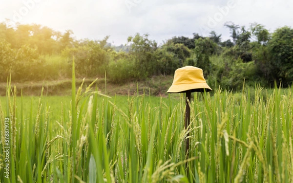Obraz rice straw hat