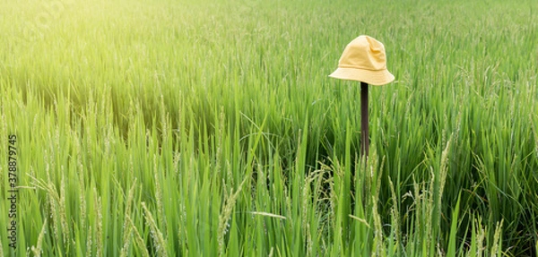 Obraz grass in the field