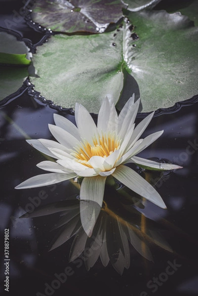 Obraz 熱帯睡蓮（スイレン）