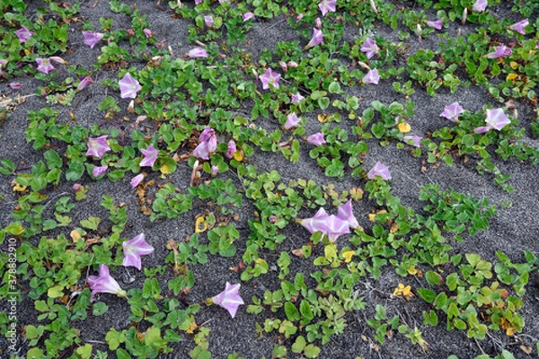 Fototapeta ハマヒルガオの群落（北海道・小清水町）