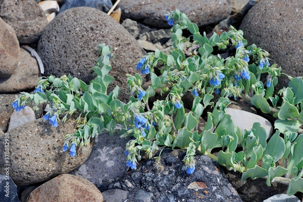 Obraz ハマベンケイソウ（北海道・知床）
