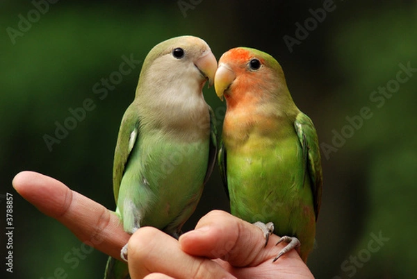 Fototapeta parrot and finger in the parks