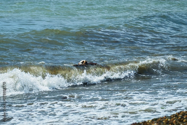 Fototapeta Dog playing with a stick by the sea. A dog brings a stick thrown into the sea.