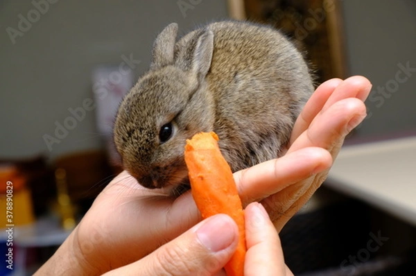 Fototapeta Bunny rabbit and carrot hands