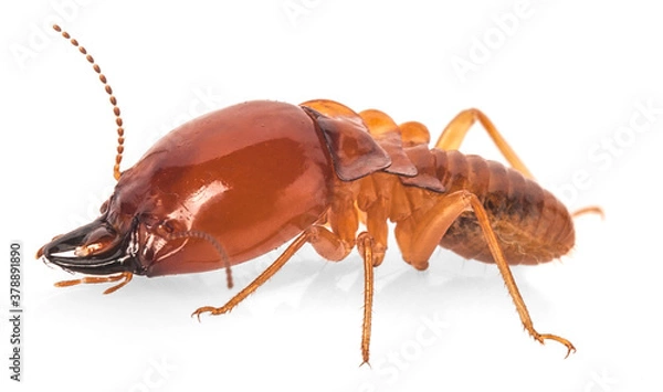 Fototapeta termite isolated on white background.