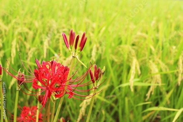 Fototapeta 田んぼと彼岸花