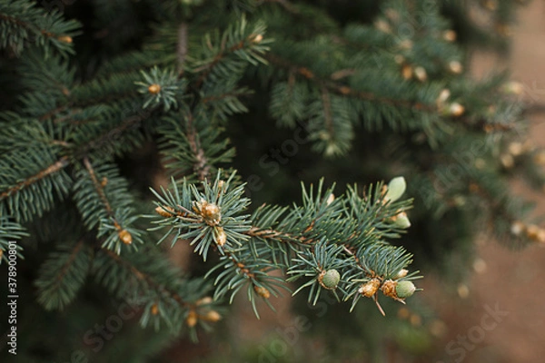 Fototapeta Green branches of spruce with needles and cones close-up. Natural background for Christmas and new year. Space for text