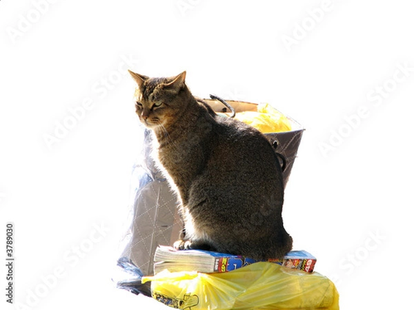 Obraz Cat sitting on objects
