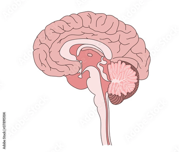 Obraz 脳　構造図