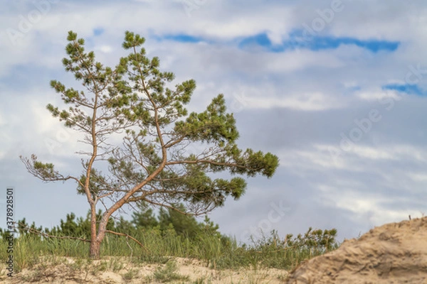 Fototapeta Lonely Pine Tree - Baltic Sea